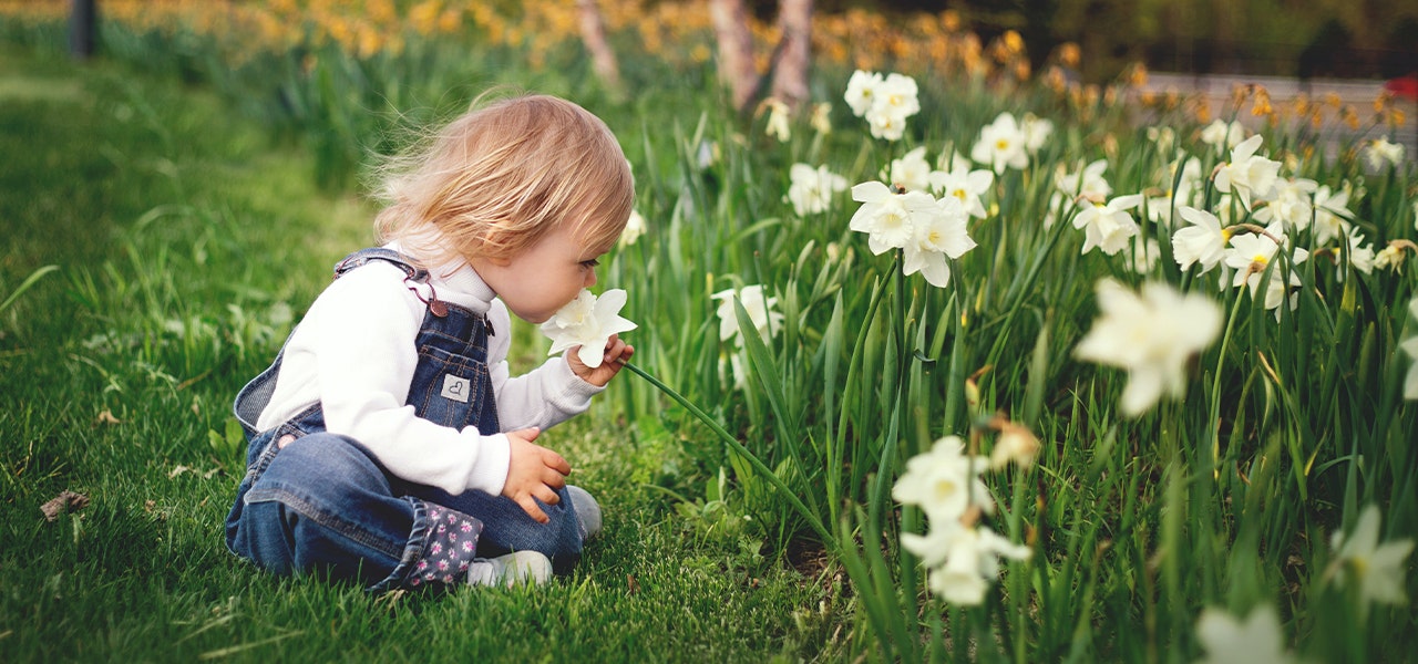 Toddler sitting in the grass and smelling daffodils