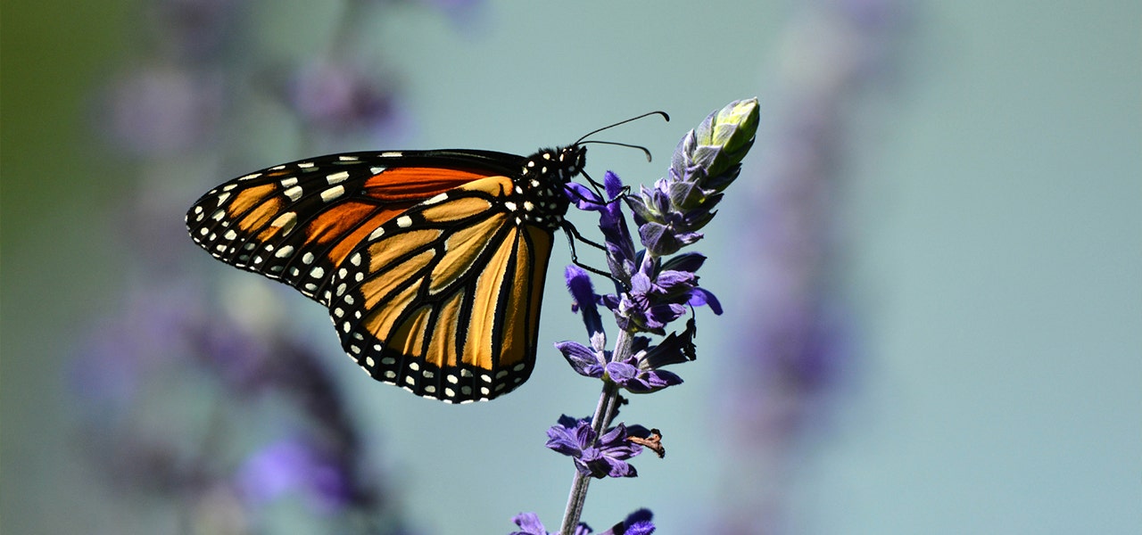butterfly landing on a sprig of lavender